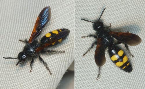 Scolia fuciformis